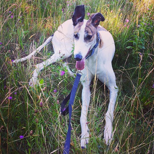 Sometimes a brief respite in the grass is nice. #Cane #DogsOfInstagram #greyhound #KnoxFarm #EastAurora #wny