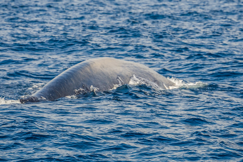 P4253682 Vagamundos 16 Mirissa avistamiento ballenas