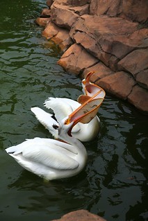 Pelicans being fed