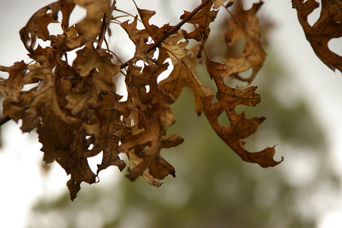 Dying Leaves