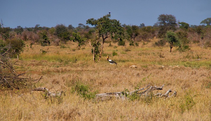 KRUGER: Persiguiendo leones. Morning Walk en Satara y atardecer en Olifants - Por el norte de SUDÁFRICA. Montañas, playas, fauna y sus gentes (7)