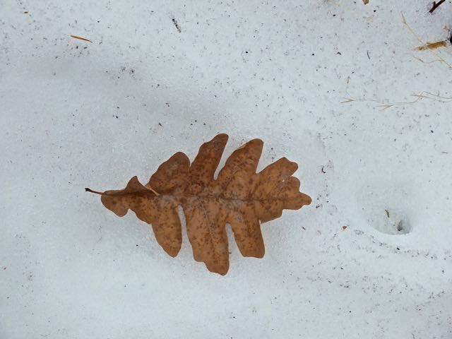 Gambel's Oak leaf in the snow, Sacramento Mountains, NM