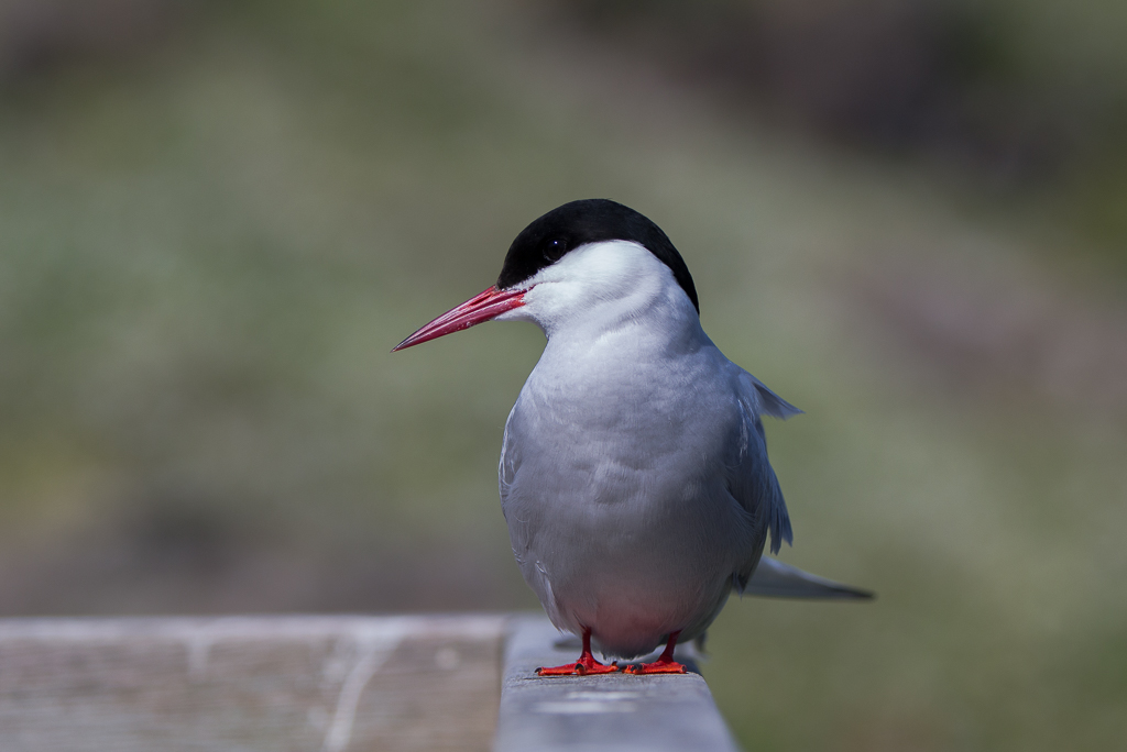 Arctic Tern    Isle of May,Scotland 2016
