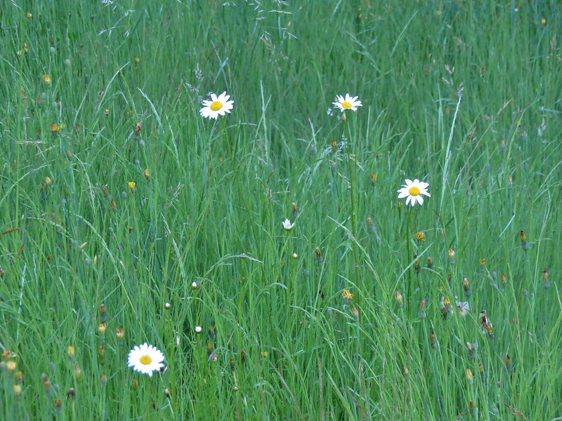 Daisies in Cascadia State Park