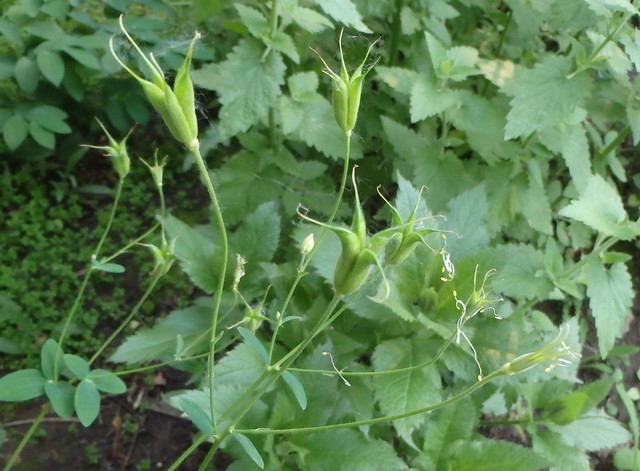 about 10 spiky sections of green seed pods