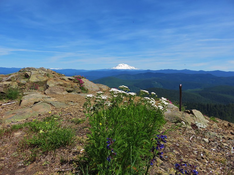 Goat Rocks and MT. Adams from the summit of Siouxon Peak