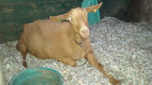 Goats June 16 (1)