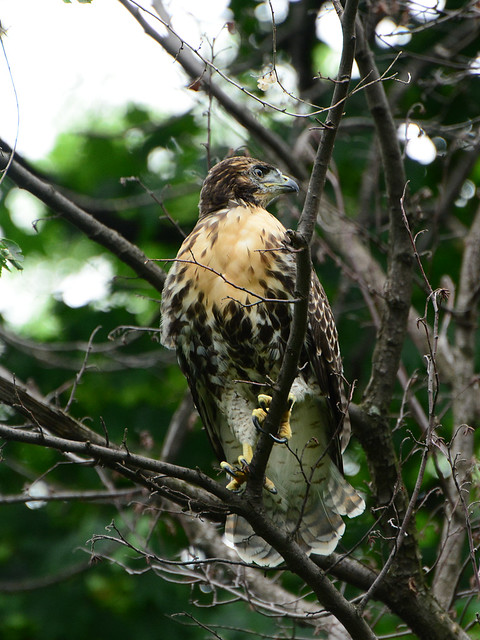 Cathedral RT Fledge 1 - 9391
