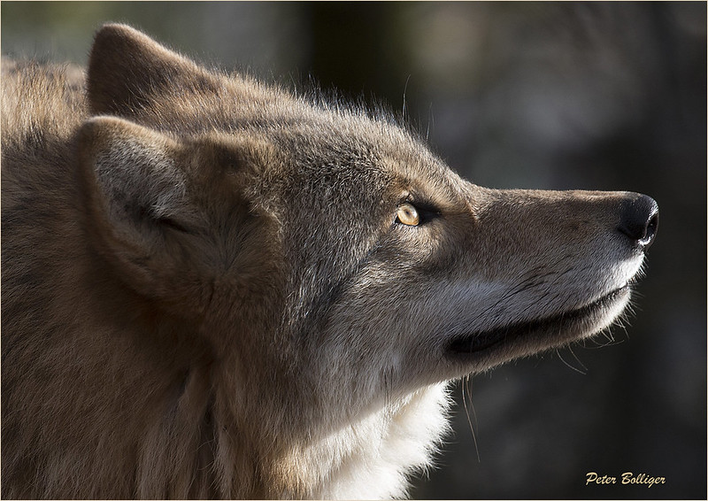 Profil of a mongolian wolf