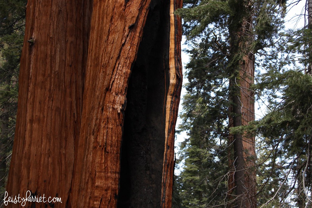 Sequoia National Park 2_feistyharriet_2016