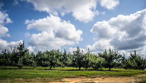Apple Orchard on Howard Gap Road