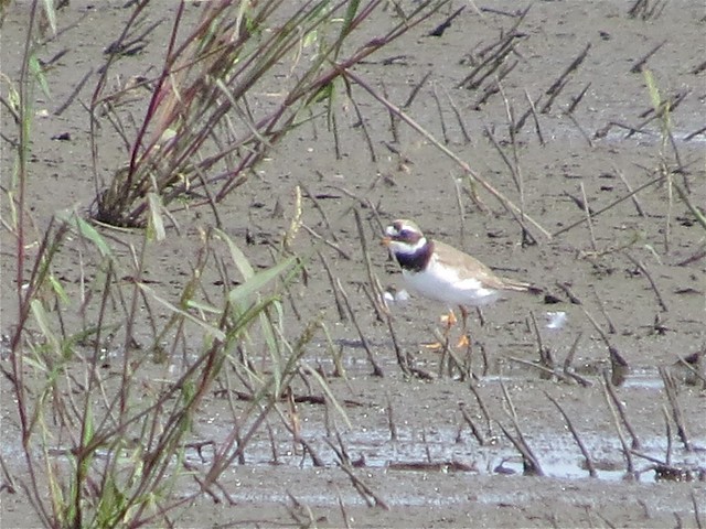 Common Ringed-Plover in Clifton, IL 03