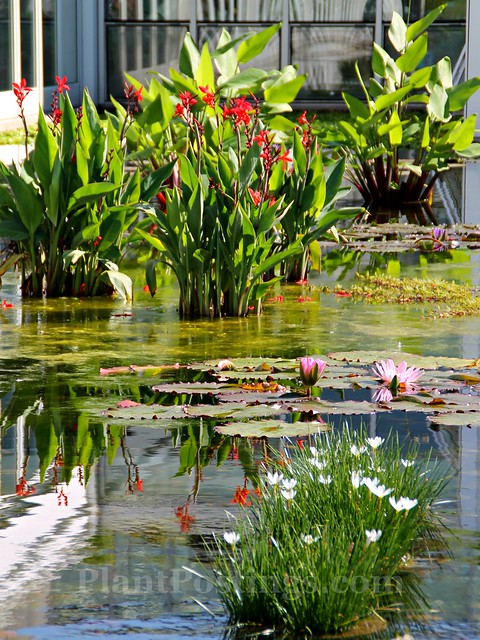 5 reflecting ponds