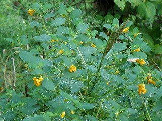 Jewelweed © Penny O'Connor