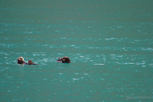 Sea otters in Northwestern Lagoon