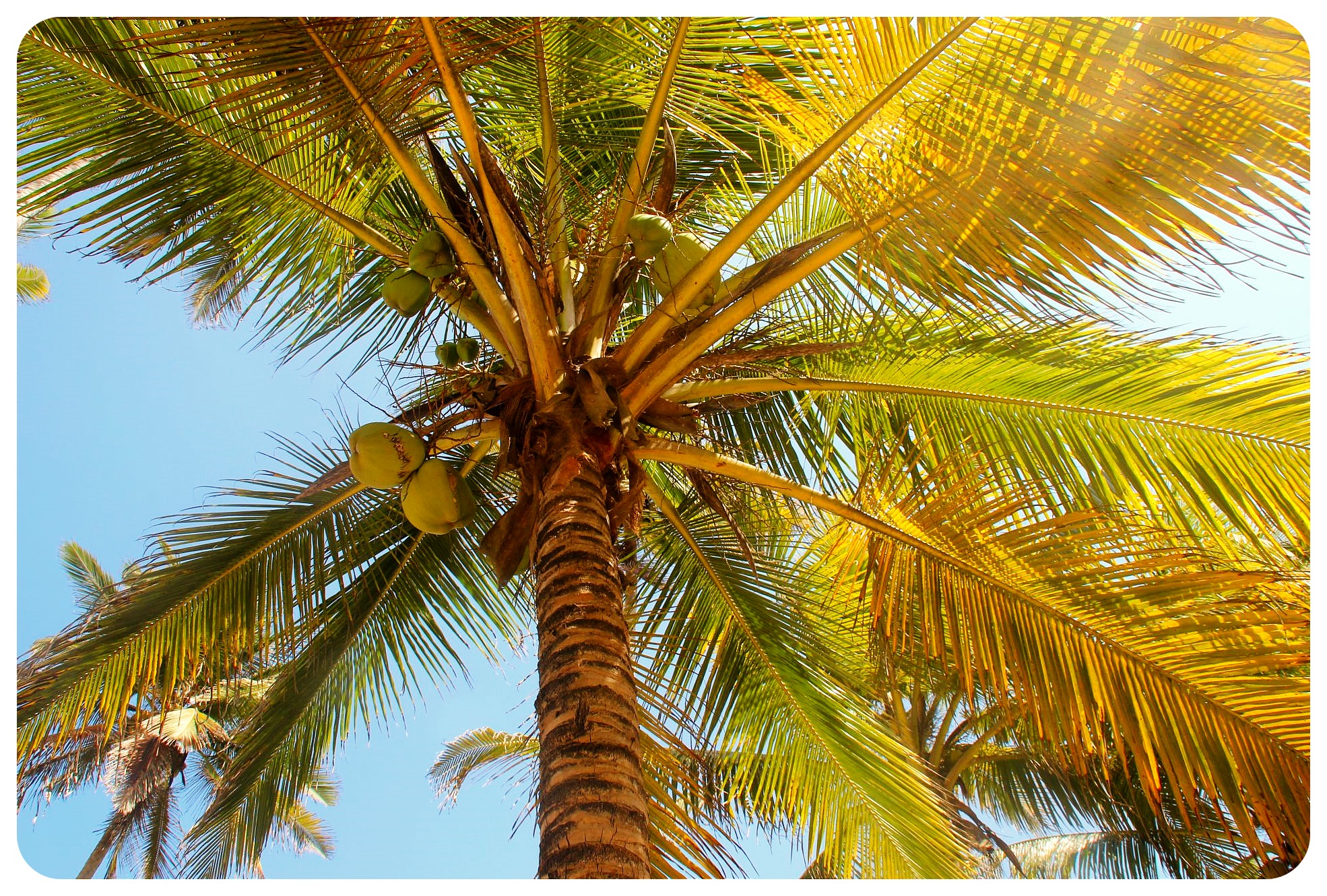 palomino palm tree