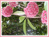 Hoya (Wax Plant, Waxvine, Waxflower)