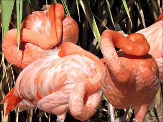 Flamingo Necks