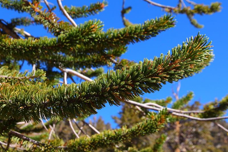 IMG_1932 Foliage of Great Basin Bristlecone Pine