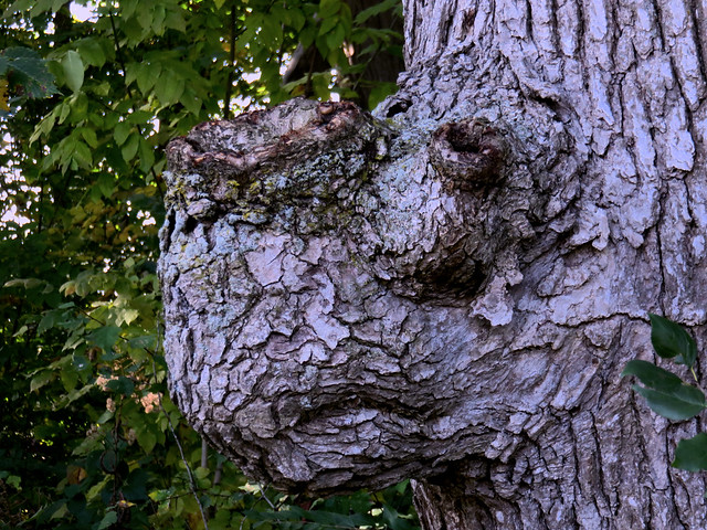 Really spooky tree Monster-Rhino HDR 20161010