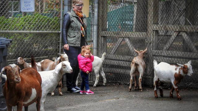 Pink Girl and Goats