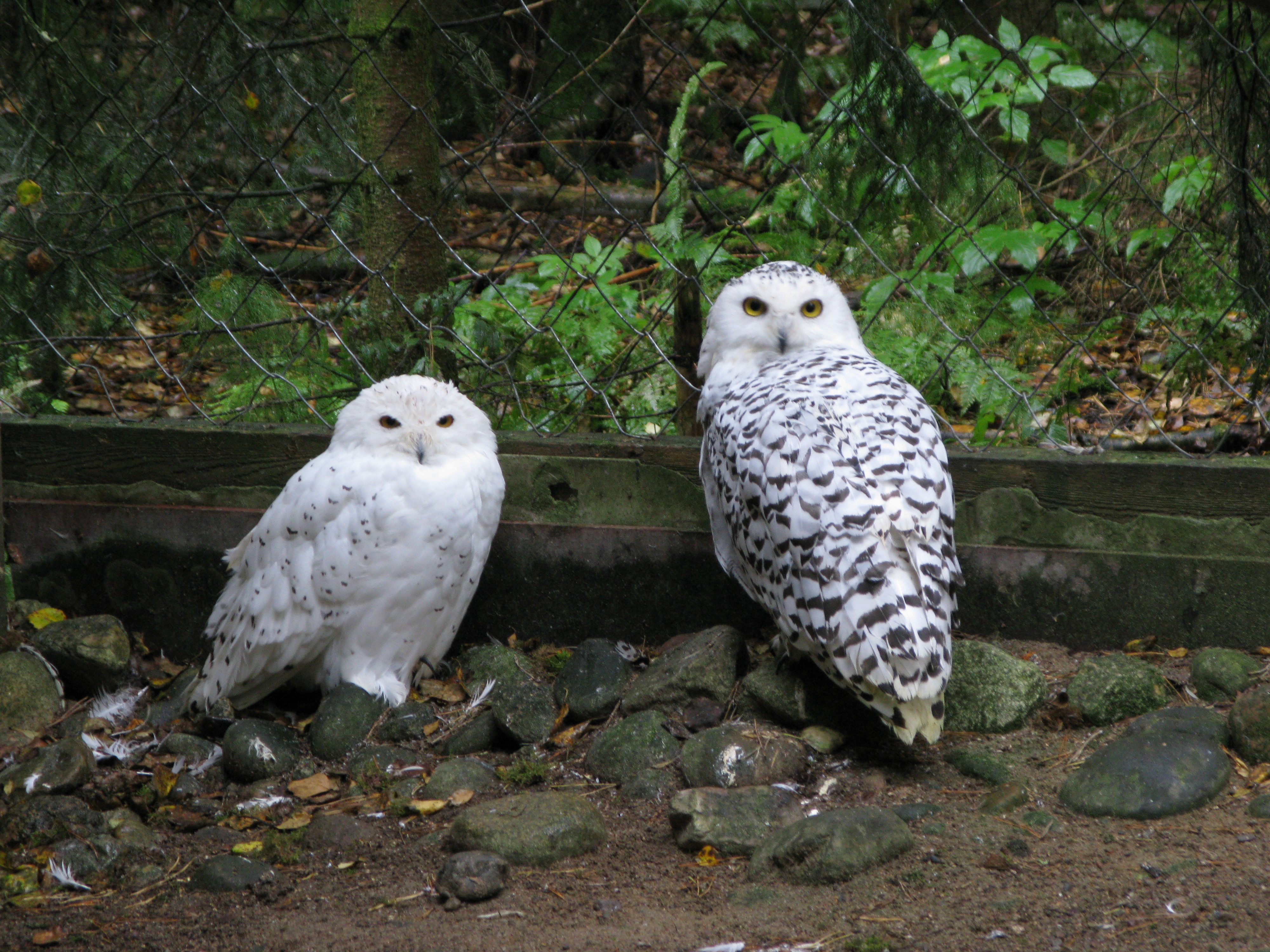 Two snowy owls at Ähtäri zoo