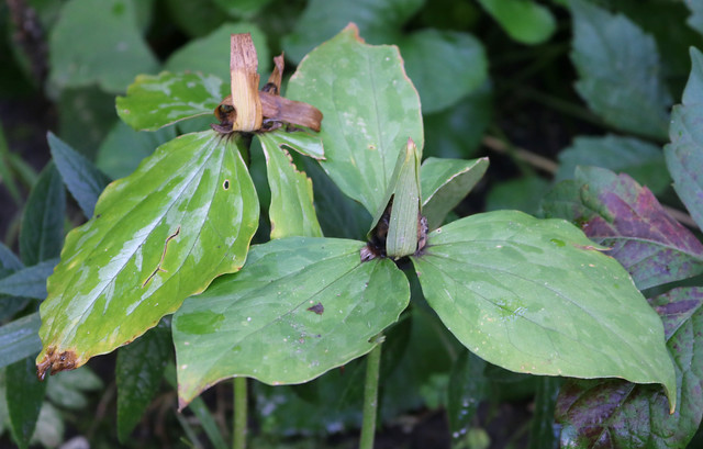 two Trillium sessile plants, the left with wet bracts, dried sepals and no visible petals, the right with intact sepals with dried petals