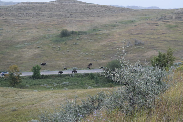 Bufalo on Road