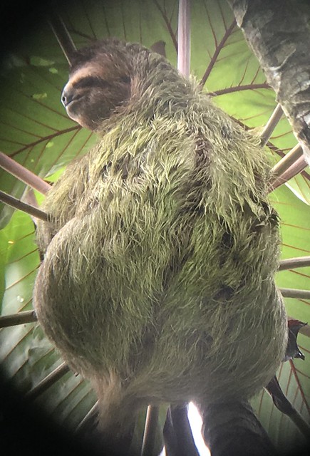 3 toed sloth 1
