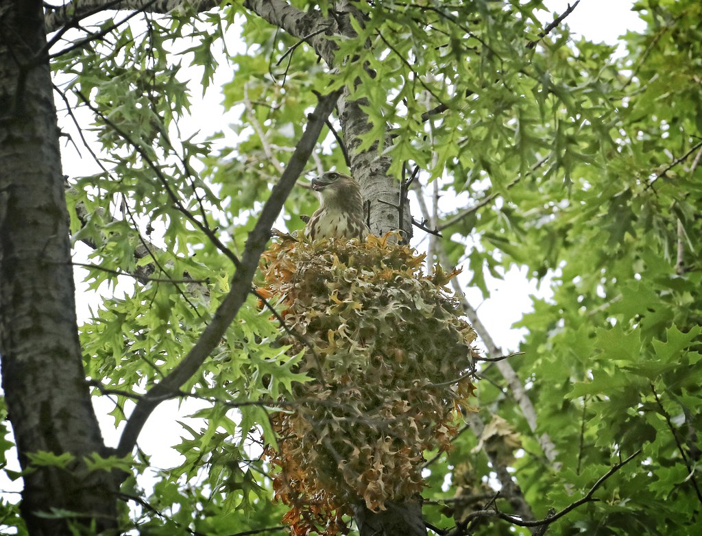 Hawk fledgling in squirrel nest