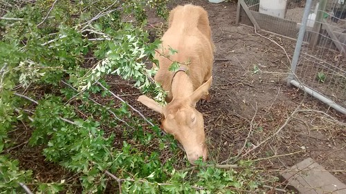 goats eating hawthorn Aug 16 3