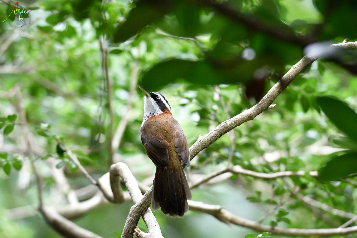 alder-s-bird-watching-notes-taiwan-barbet-botanical-garden