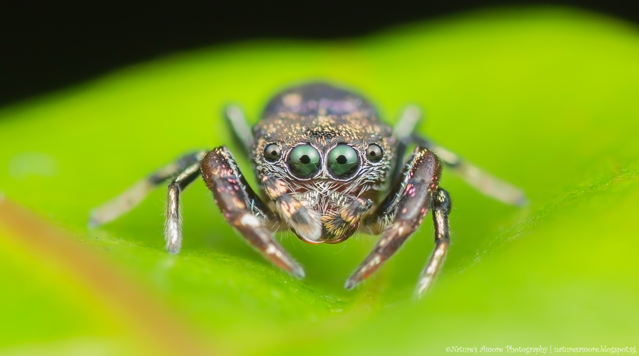 Jumping Spider - Simaetha sp.