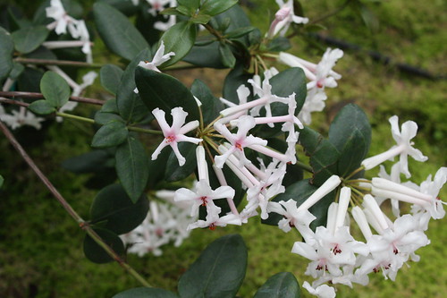 Rhododendron jasminiflorum