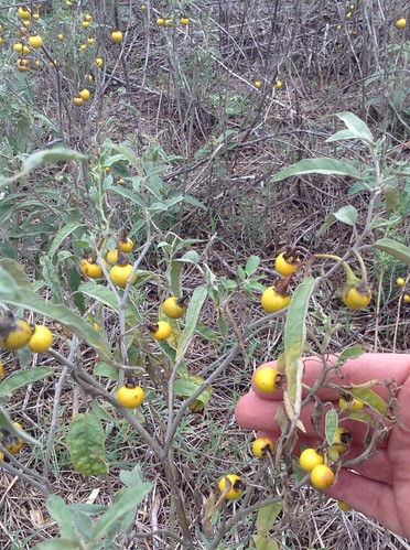 Foraging Texas Lamb S Quarter Goosefoot Pigweed