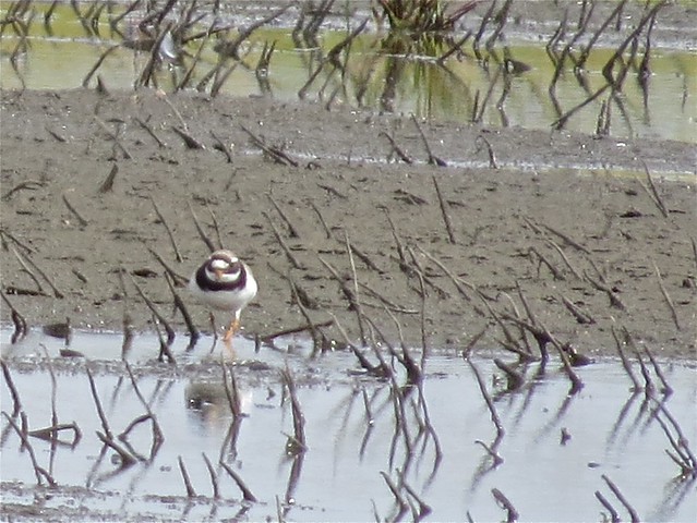Common Ringed-Plover in Clifton, IL 04