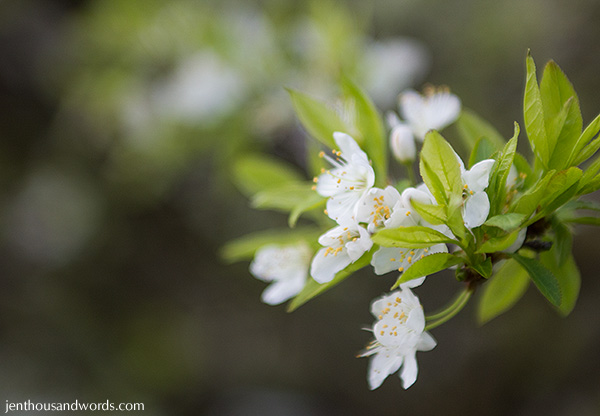Plum blossoms 3