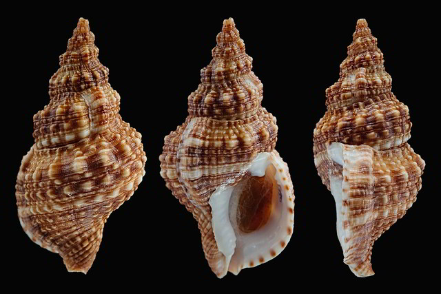 Cymatiidae Austrotriton subdistortus (Lamarck, 1822) 28940363354_a0a3737579_z