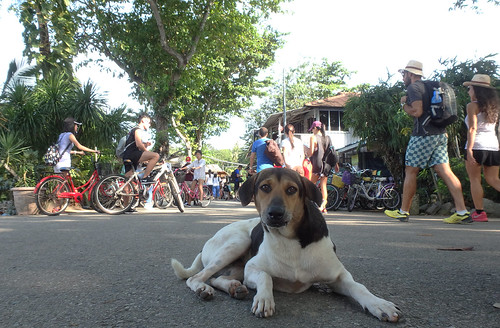 Doggy welcome to Pulau Ubin