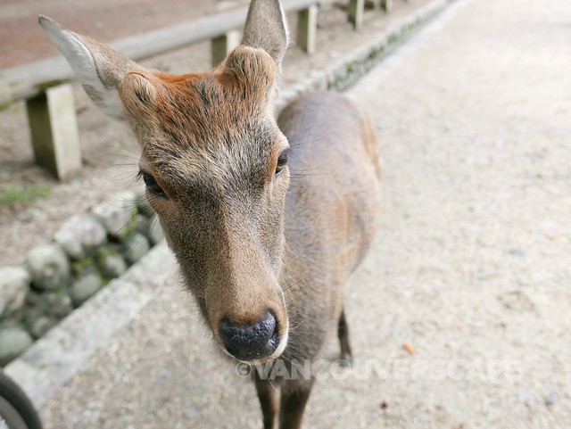 Nara deer