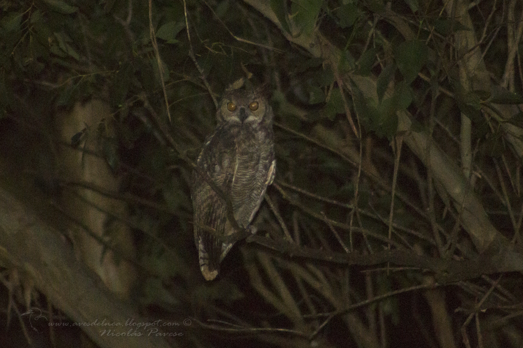 Ñacurutú (Great Horned Owl) Bubo virginianus