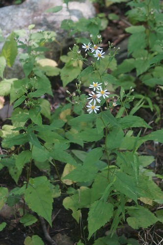 white wood aster
