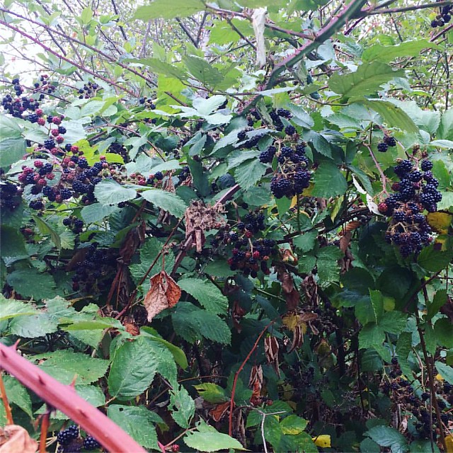 So many blackberries at the park! I gotta come back with a bucket.