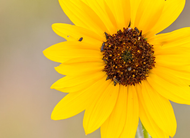 Bugs-on-Sunflower-15_7d1__070916