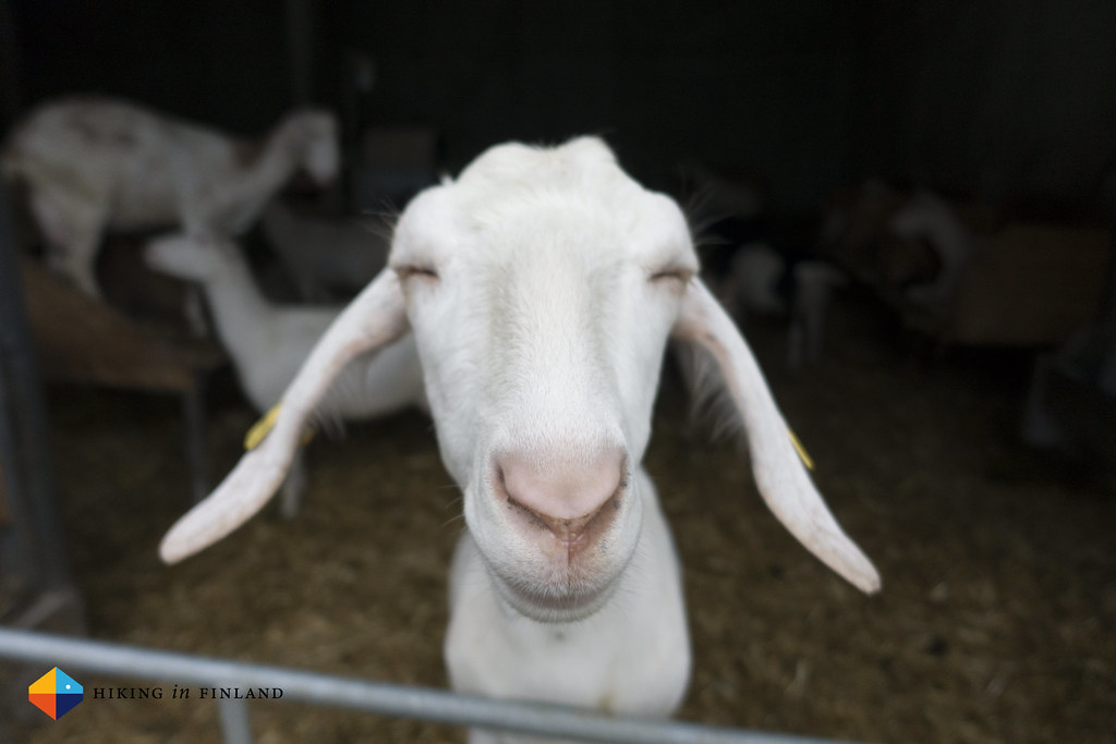Dreamy goat