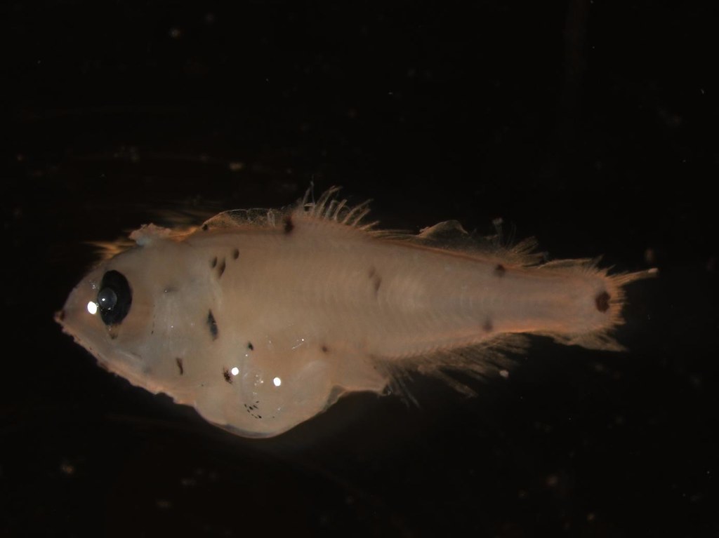  Prickly lanternfish，8.1mm SL