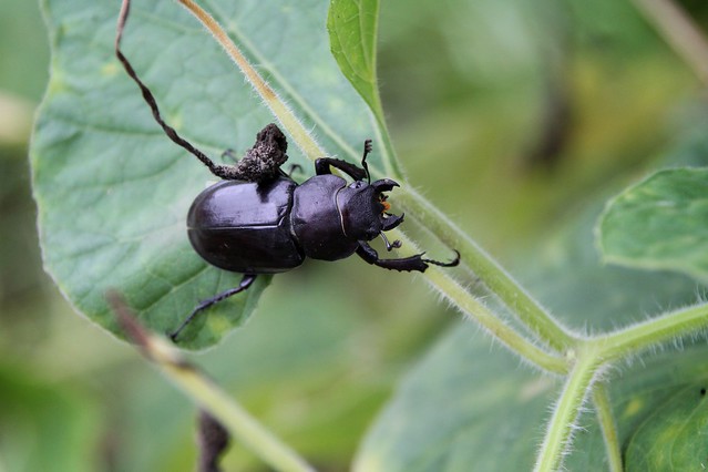 Stag beetle.