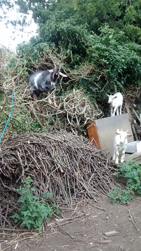 goats in hedge Aug 16 (1)