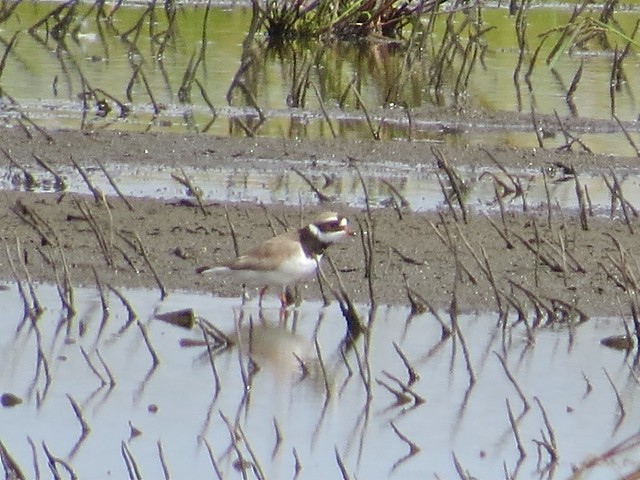 Common Ringed-Plover in Clifton, IL 05