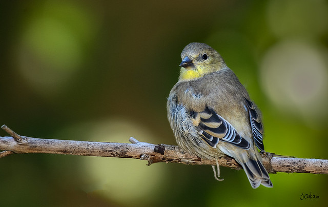 Juvenille American Goldfinch